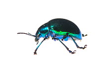 Leaf beetle (Eumolpus sp.) Iwokrama, Guyana. (August (2013 Meetyourneighbours.net project