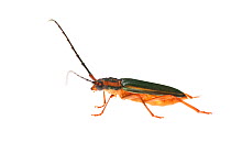 Longhorn beetle (Cerambycidae) Iwokrama, Guyana. Meetyourneighbours.net project