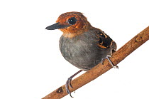 Scale-backed Antbird (Willisornis poecilinotus) Iwokrama, Guyana. Meetyourneighbours.net project