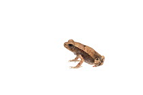 Smooth sided toad (Rhaebo guttatus) Surama, Guyana. Meetyourneighbours.net project