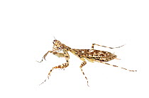 Praying mantis (Hagiomantis sp.) Iwokrama, Guyana. Meetyourneighbours.net project
