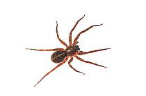 Wandering spider (Ctenus sp) Surama, Guyana. Meetyourneighbours.net project
