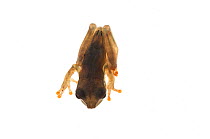 Cayenne slender-legged tree frog (Osteocephalus leprieurii) Kanuku Mountains, Guyana. Meetyourneighbours.net project