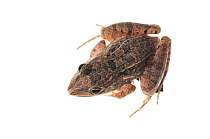 Peters' ground frog (Leptodactylus petersi) Yupukari, Guyana. Meetyourneighbours.net project