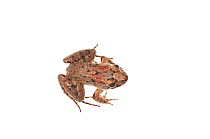 Peter's jungle frog (Leptodactylus petersi) Iwokrama, Guyana. Meetyourneighbours.net project