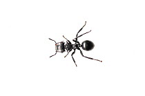 Gliding ant (Cephalotes sp.) Iwokrama, Guyana. Meetyourneighbours.net project