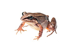 Ditch frog (Leptodactylus mystaceus) Kanuku Mountains, Guyana. Meetyourneighbours.net project