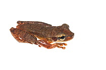 Cayenne slender-legged treefrog (Osteocephalus leprieurii) Kanuku Mountains, Guyana. Meetyourneighbours.net project