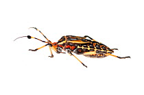 Giant mesquite bug nymph (Thasus sp.) Iwokrama, Guyana. Meetyourneighbours.net project