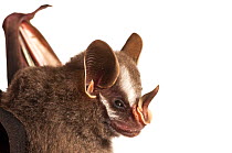 Leaf nosed bat (Stenodermatinae sp.) Iwokrama, Guyana. Meetyourneighbours.net project