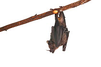 Greater spear nosed bat (Phyllostomus hastatus) Surama, Guyana. Meetyourneighbours.net project