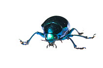 Leaf beetle (Eumolpus sp.) Iwokrama, Guyana. Meetyourneighbours.net project