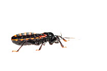 Assassin bug (Reduviidae) Surama, Guyana. Meetyourneighbours.net project