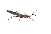 Spiny stick insect (Creoxylus spinosus) Iwokrama, Guyana. Meetyourneighbours.net project