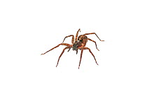 Wandering spider (Ctenus sp.) Surama, Guyana. Meetyourneighbours.net project