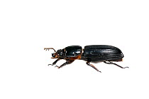 Bess beetle (Passalidae) Surama, Guyana. Meetyourneighbours.net project