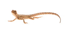 Mop-headed tree lizard (Uranoscodon superciliosus) Iwokrama, Guyana. Meetyourneighbours.net project
