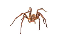 Wandering spider (Phoneutria sp.) Iwokrama, Guyana. (Andrew Snyder Meetyourneighbours.net project