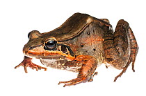 Ditch frog (Leptodactylus guianensis) Kanuku Mountains, Guyana. Meetyourneighbours.net project