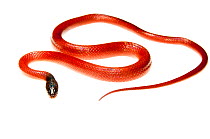 Ratonel snake (Pseudoboa neuwiedii) Kusad Mountain, Guyana. Meetyourneighbours.net project
