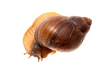 Terrestrial snail (Gastropoda) Iwokrama, Guyana. Meetyourneighbours.net project