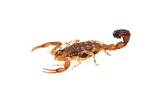 Speckled bark scorpion (Scorpiones) Iwokrama, Guyana.  Meetyourneighbours.net project