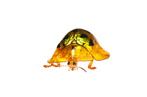 Tortoise beetle (Cassidinae) Iwokrama, Guyana. Meetyourneighbours.net project