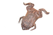 Surinam toad (Pipa pipa) Parabara, Guyana. Meetyourneighbours.net project