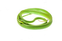 Green vine snake (Oxybelis fulgidis) Parabara, Guyana. Meetyourneighbours.net project