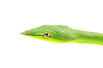 Green vine snake (Oxybelis fulgidis) Parabara, Guyana. Meetyourneighbours.net project