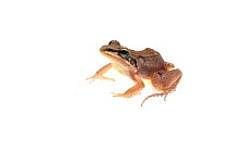 Ditch frog (Leptodactylus mystaceus) Parabara, Guyana. Meetyourneighbours.net project