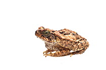 Cane toad (Rhinella marina) Parabara, Guyana. Meetyourneighbours.net project