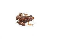 Whistling frog (Leptodactylus fuscus) Parabara, Guyana. Meetyourneighbours.net project