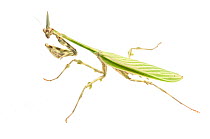 Praying mantis (Zoolea sp.) male, Kusad Mountain, Guyana. Meetyourneighbours.net project