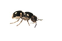Spherical eyed velvet ant (Hoplomutilla sp.) Kusad Mountain, Guyana. Meetyourneighbours.net project