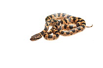 Cat eyed snake (Leptodeira annulata) Kusad Mountain, Guyana. Meetyourneighbours.net project