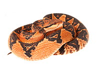 Bushmaster snake (Lachesis muta) Parabara, Guyana. Meetyourneighbours.net project