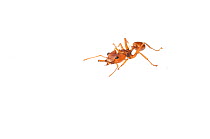 Canopy ant (Daceton armigerum) Kusad Mountain, Guyana. Meetyourneighbours.net project