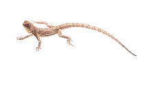 Mop-headed lizard (Uranoscodon superciliosus) Parabara, Guyana. Meetyourneighbours.net project