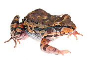 Myers' thin toed frog (Leptodactylus myersi) Kusad Mountain, Guyana. Meetyourneighbours.net project