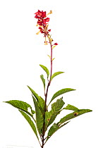 Flower (Amasonia campestris) Parabara, Guyana. Meetyourneighbours.net project