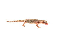House gecko (Hemidactylus palaichthus) Kusad Mountain, Guyana. Meetyourneighbours.net project