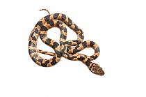 Cat eyed snake (Leptodeira annulata) Kusad Mountain, Guyana. Meetyourneighbours.net project