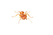 Canopy ant (Daceton armigerum) Kusad Mountain, Guyana. Meetyourneighbours.net project