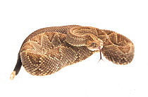 Neotropical rattlesnake (Crotalus durissus) Kusad Mountain, Guyana. Meetyourneighbours.net project