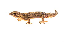 Turnip tailed gecko (Thecadactylus rapicauda) Kusad Mountain, Guyana. Meetyourneighbours.net project