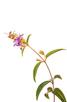 Flower (Melastomataceae) Parabara, Guyana. Meetyourneighbours.net project