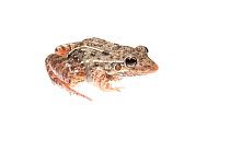 Whistling frog (Leptodactylus fuscus) Parabara, Guyana.  Meetyourneighbours.net project