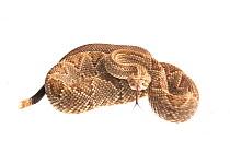 Neotropical rattlesnake (Crotalus durissus) Kusad Mountain, Guyana. Meetyourneighbours.net project