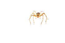 Huntsman spider (Sparassidae) Parabara, Guyana. Meetyourneighbours.net project